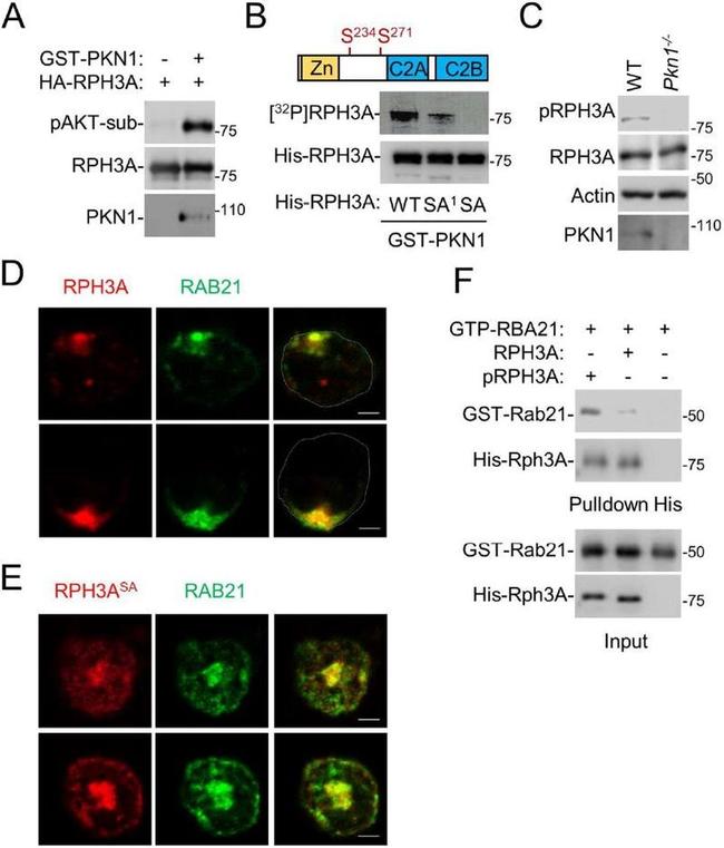 Phospho-RPH3A (Ser234) Antibody in Western Blot (WB)