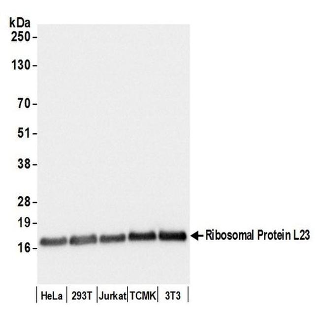 Ribosomal Protein L23/RPL23 Antibody in Western Blot (WB)