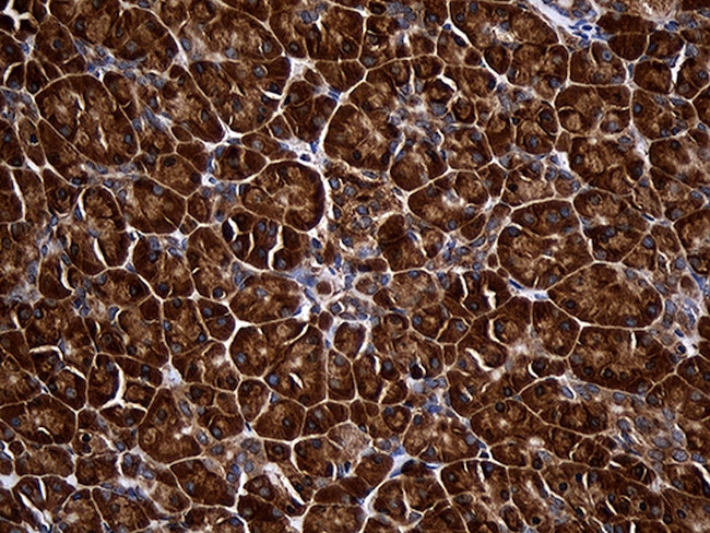 RPL27 Antibody in Immunohistochemistry (Paraffin) (IHC (P))