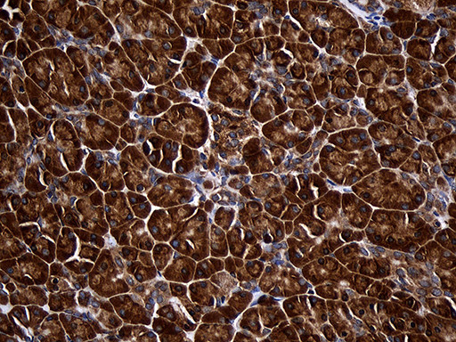 RPL27 Antibody in Immunohistochemistry (Paraffin) (IHC (P))