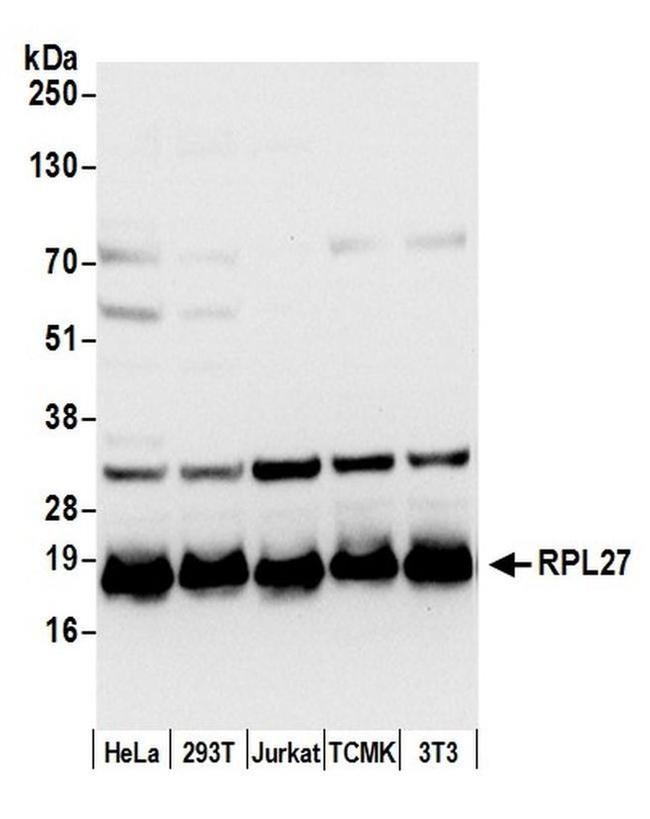 RPL27/Ribosomal Protein L27 Antibody in Western Blot (WB)