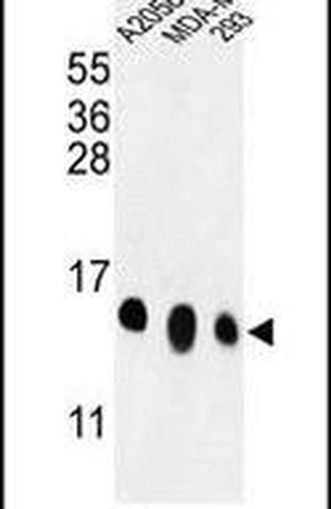 RPL36 Antibody in Western Blot (WB)