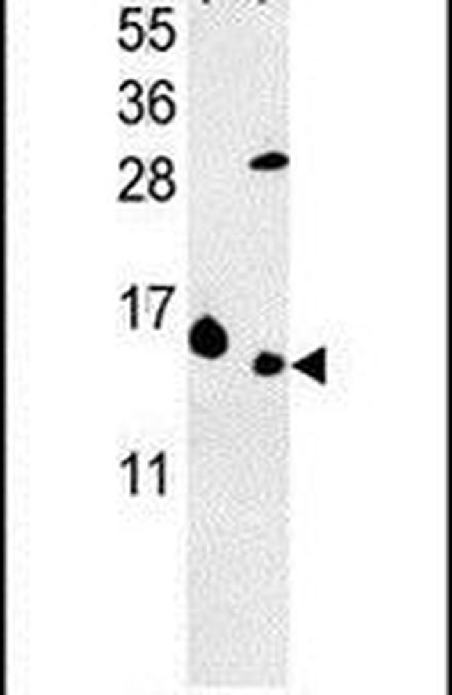 RPL37 Antibody in Western Blot (WB)