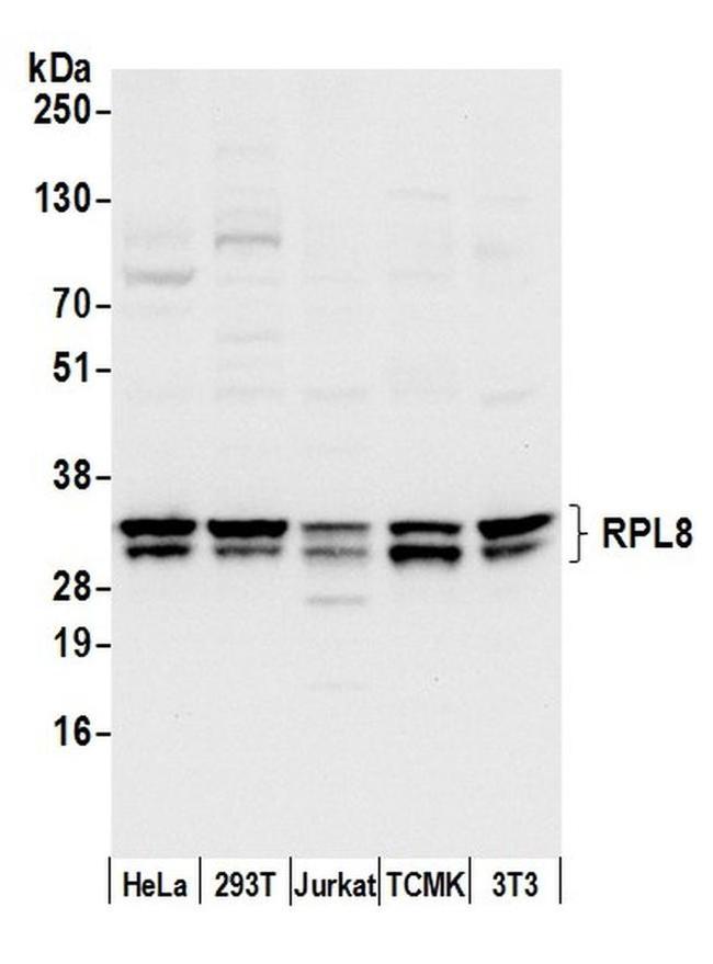 RPL8/Ribosomal Protein L8 Antibody in Western Blot (WB)