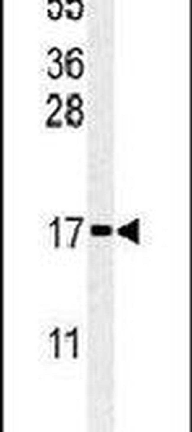 RPS24 Antibody in Western Blot (WB)