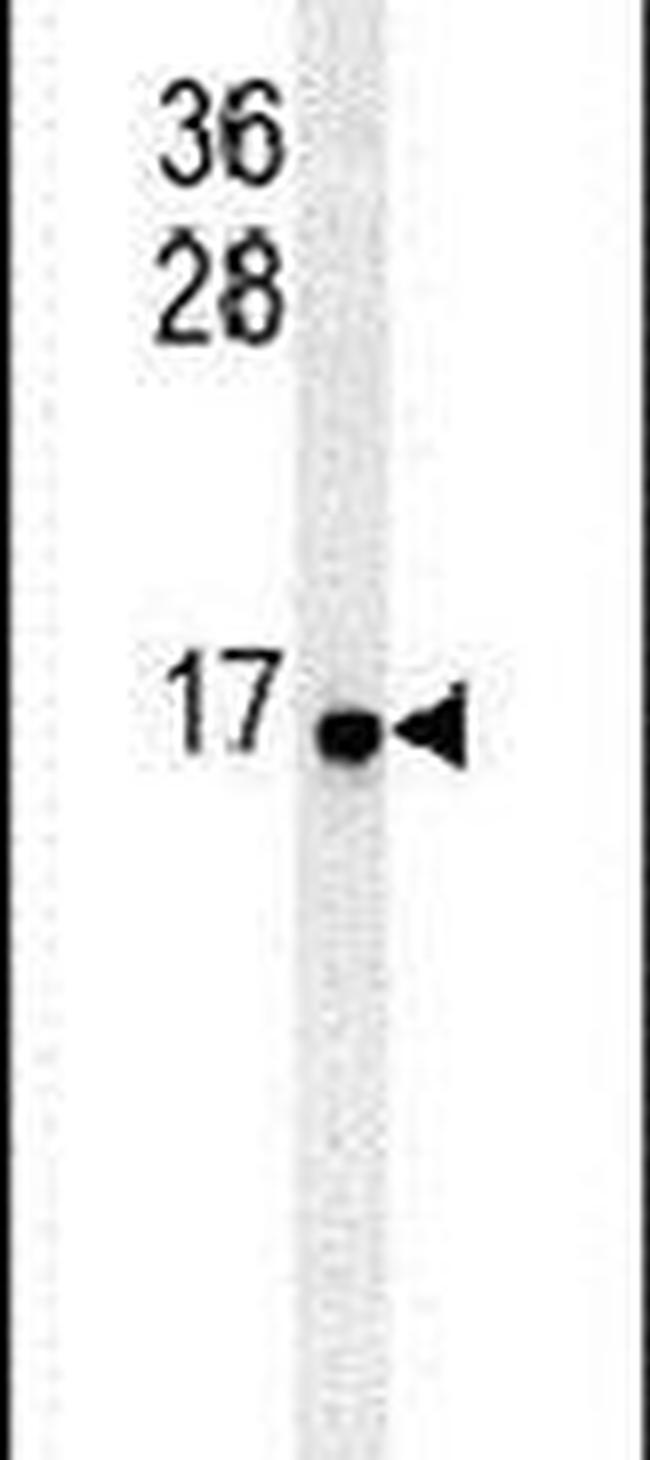 RPS26 Antibody in Western Blot (WB)