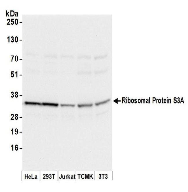 Ribosomal Protein S3A/RPS3A Antibody in Western Blot (WB)