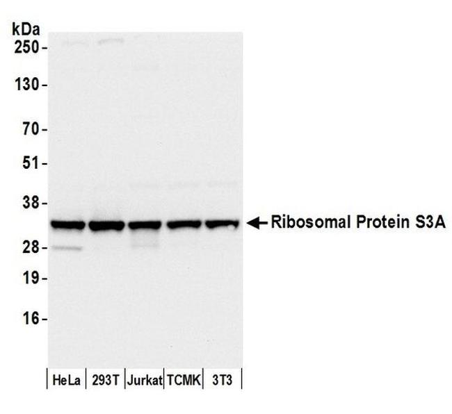 Ribosomal Protein S3A/RPS3A Antibody in Western Blot (WB)