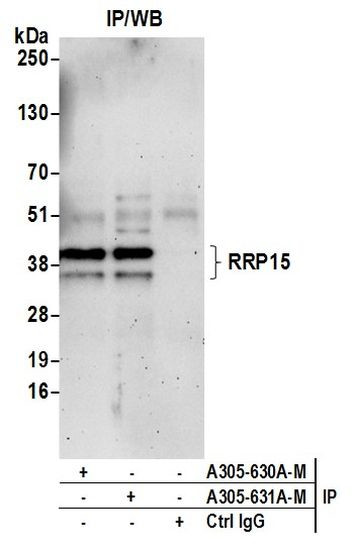RRP15 Antibody in Immunoprecipitation (IP)