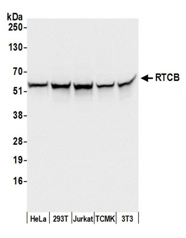 RTCB/C22orf28/FAAP Antibody in Western Blot (WB)