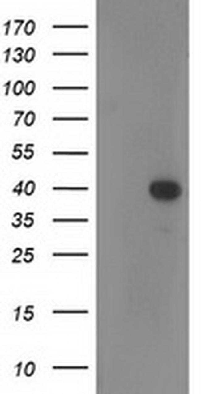 RTN4IP1 Antibody in Western Blot (WB)