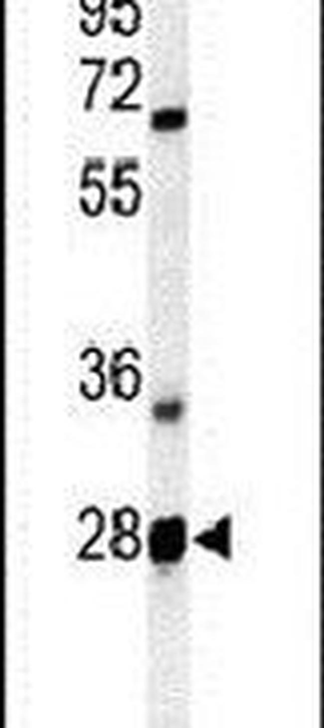 RTP2 Antibody in Western Blot (WB)