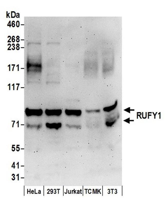 RUFY1 Antibody in Western Blot (WB)