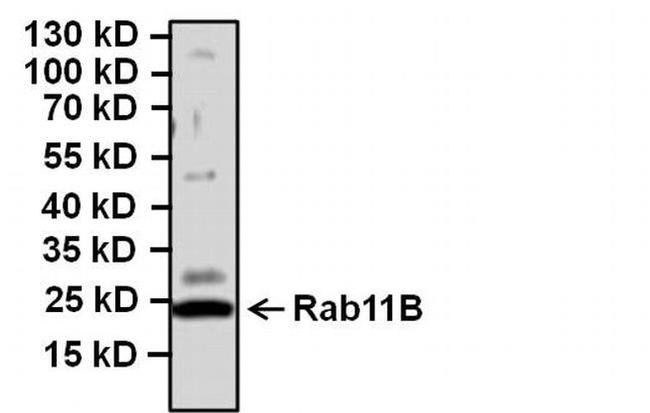 RAB11B Antibody in Western Blot (WB)