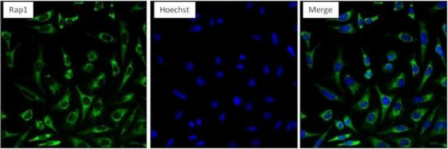 RAP1A Antibody in Immunocytochemistry (ICC/IF)