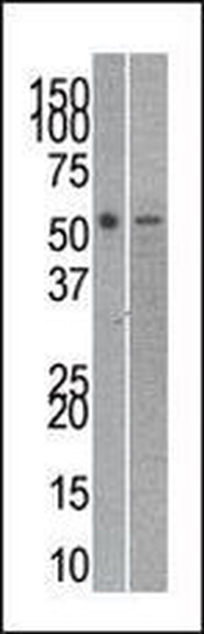 RUVBL2 Antibody in Western Blot (WB)