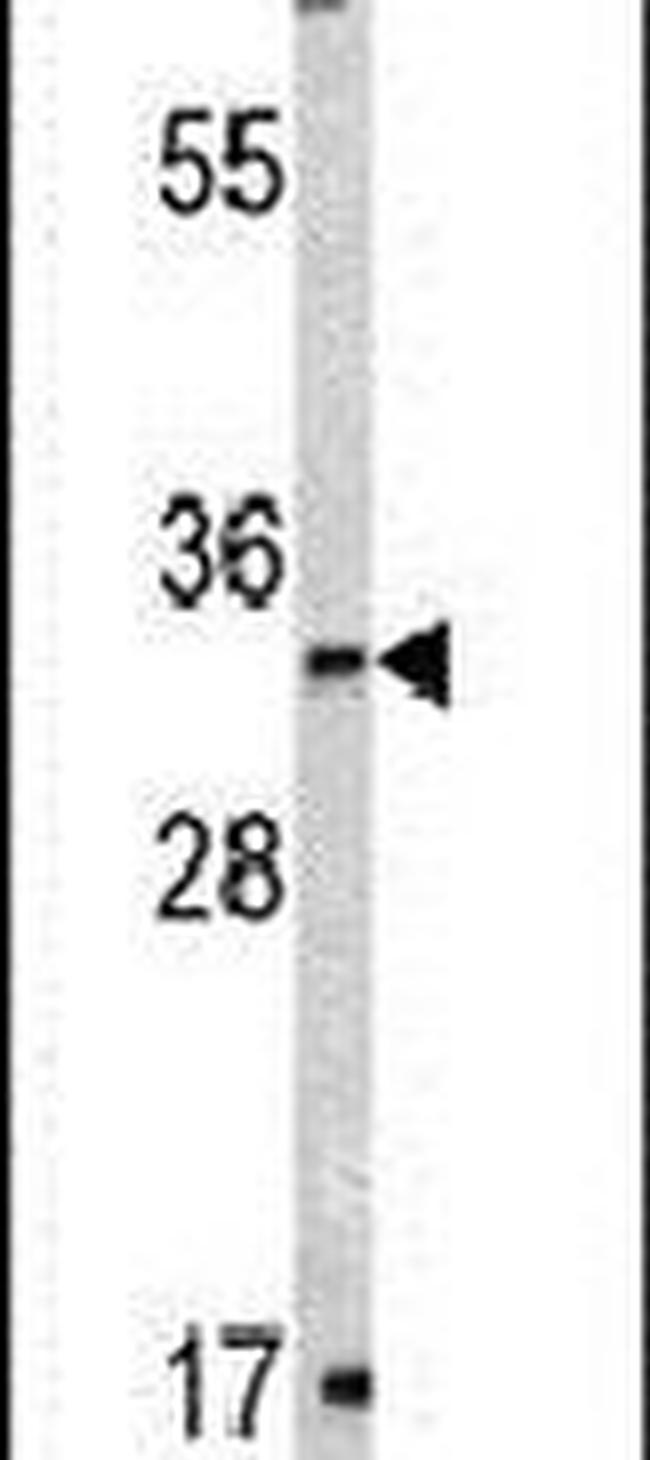Rex1 Antibody in Western Blot (WB)