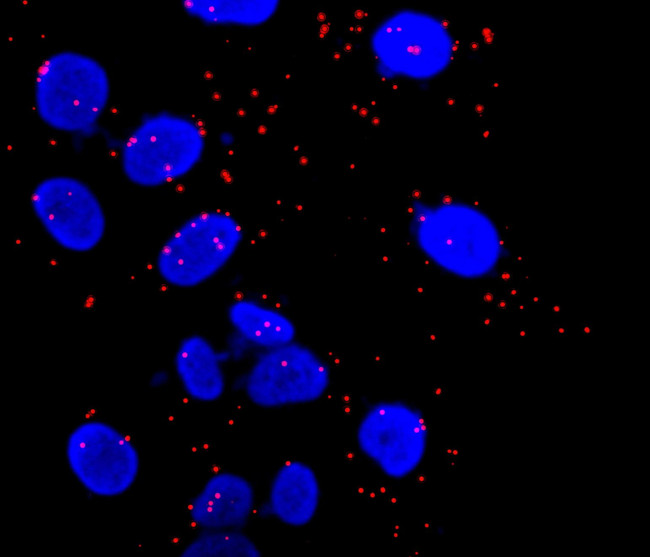 Rictor Antibody in Immunocytochemistry (ICC/IF)