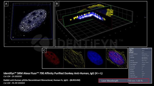 Human, IgG (H+L) SRM Secondary Antibody in Immunocytochemistry (ICC/IF)