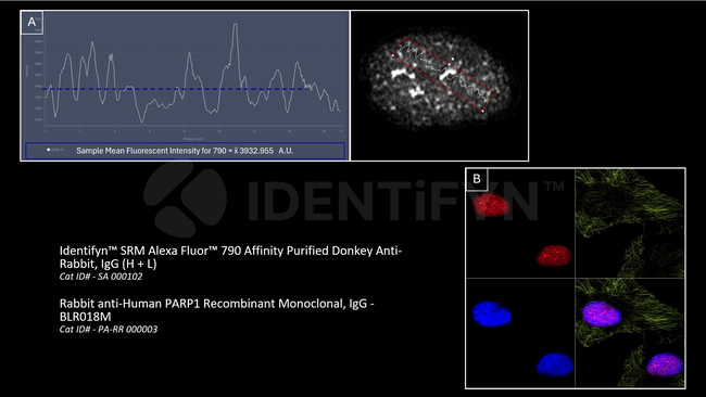 Rabbit IgG, (H+L) SRM Secondary Antibody in Immunocytochemistry (ICC/IF)