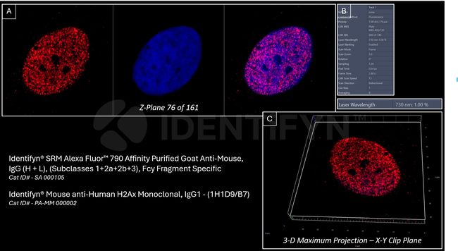 Mouse, IgG (H+L) SRM Secondary Antibody in Immunocytochemistry (ICC/IF)