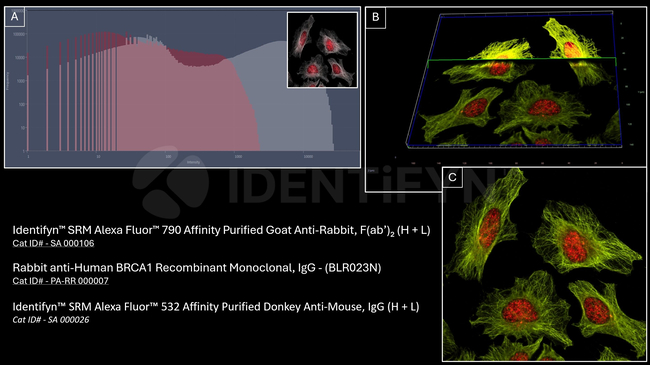 Rabbit IgG, (H+L) SRM Secondary Antibody in Immunocytochemistry (ICC/IF)