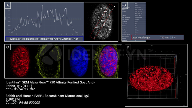 Rabbit IgG, (H+L) SRM Secondary Antibody in Immunocytochemistry (ICC/IF)
