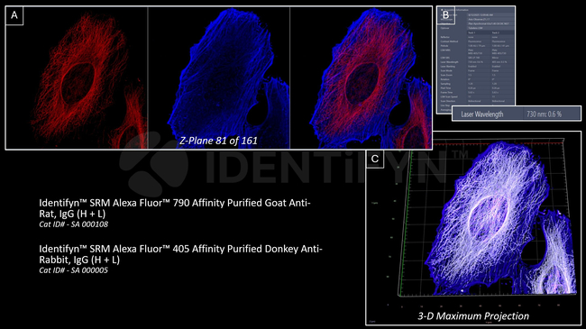 Rat, IgG (H+L) SRM Secondary Antibody in Immunocytochemistry (ICC/IF)