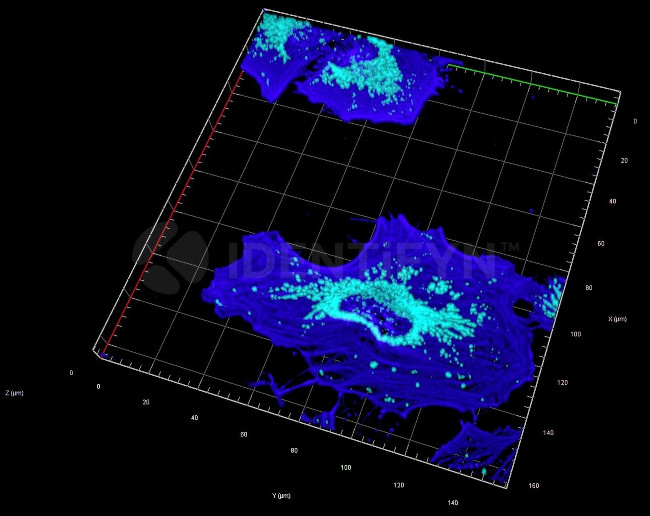 Rabbit IgG, (H+L) SRM Secondary Antibody in Immunocytochemistry (ICC/IF)