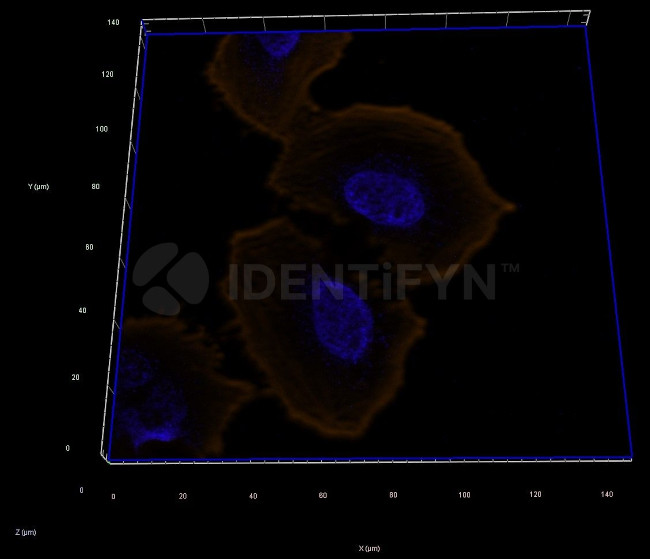 Mouse, IgG (H+L) SRM Secondary Antibody in Immunocytochemistry (ICC/IF)