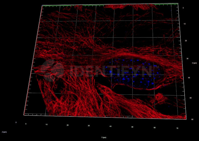 Human, IgG (H+L) SRM Secondary Antibody in Immunocytochemistry (ICC/IF)