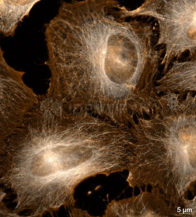 Mouse IgG, (H+L) SRM Secondary Antibody in Immunocytochemistry (ICC/IF)