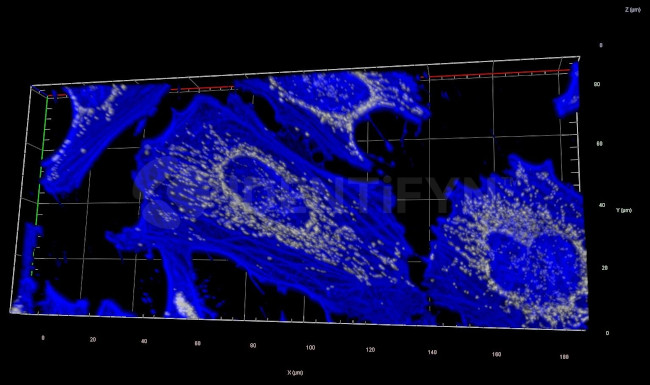 Rabbit IgG, (H+L) SRM Secondary Antibody in Immunocytochemistry (ICC/IF)