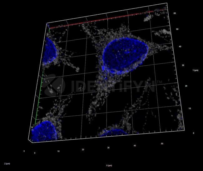 Mouse IgG, (H+L) SRM Secondary Antibody in Immunocytochemistry (ICC/IF)