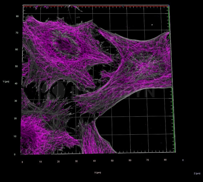 Rabbit IgG, (H+L) SRM Secondary Antibody in Immunocytochemistry (ICC/IF)