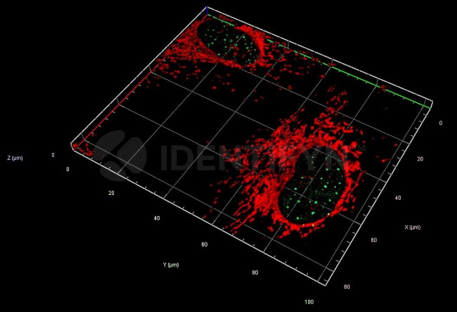 Human IgG, (H+L) SRM Secondary Antibody in Immunocytochemistry (ICC/IF)