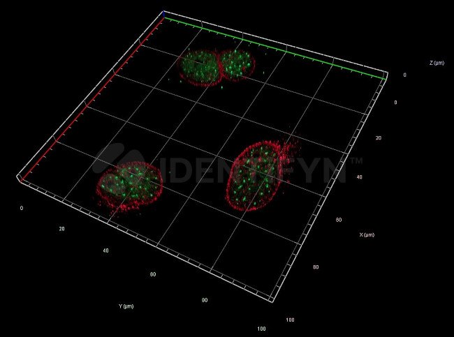 Human, IgG (H+L) SRM Secondary Antibody in Immunocytochemistry (ICC/IF)