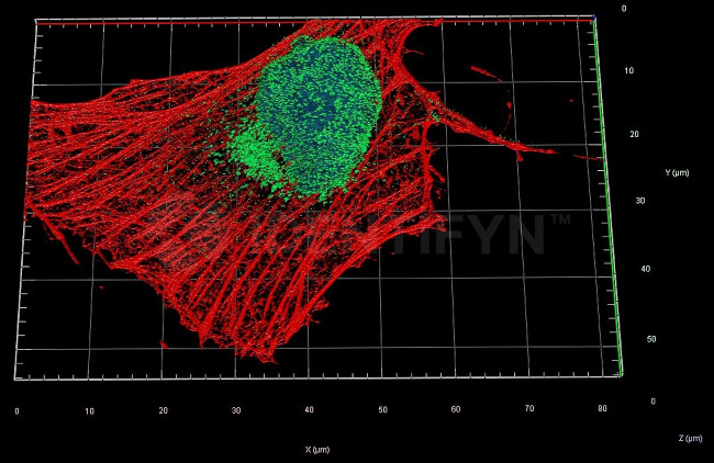 Mouse IgG, (H+L) SRM Secondary Antibody in Immunocytochemistry (ICC/IF)
