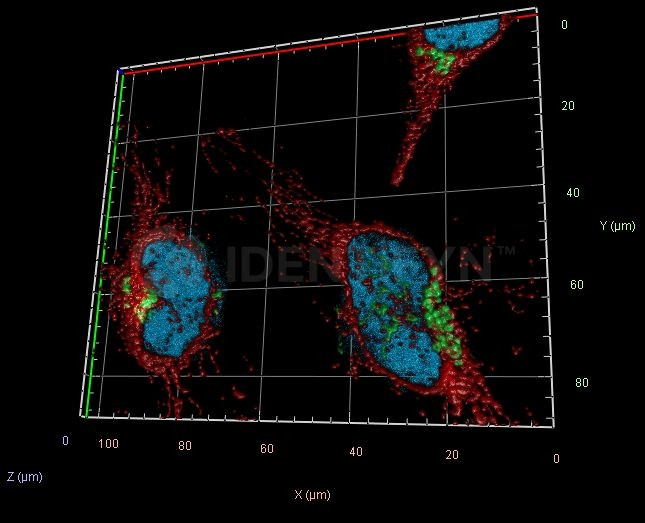 Rabbit IgG, (H+L) SRM Secondary Antibody in Immunocytochemistry (ICC/IF)