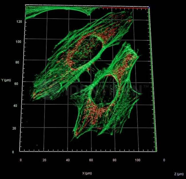 Rabbit IgG, (H+L) SRM Secondary Antibody in Immunocytochemistry (ICC/IF)