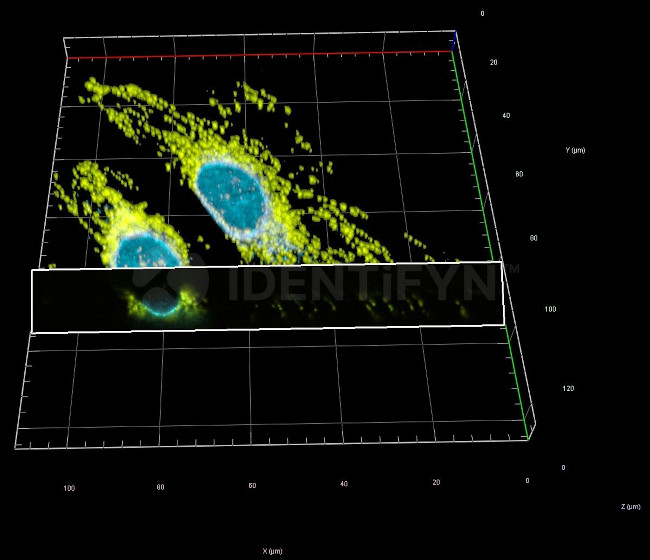 Rabbit IgG, (H+L) SRM Secondary Antibody in Immunocytochemistry (ICC/IF)