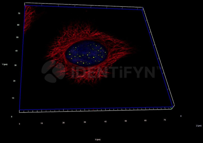 Human IgG, (H+L) SRM Secondary Antibody in Immunocytochemistry (ICC/IF)