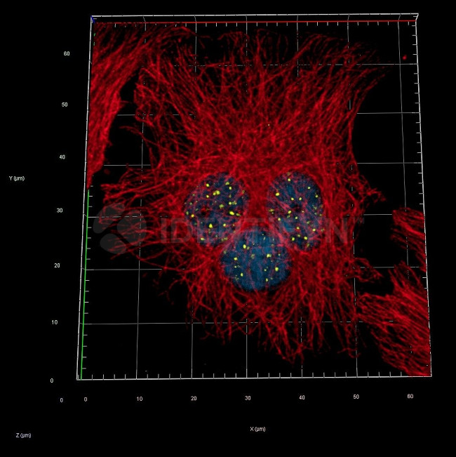 Human, IgG (H+L) SRM Secondary Antibody in Immunocytochemistry (ICC/IF)