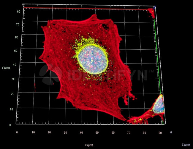 Mouse IgG, (H+L) SRM Secondary Antibody in Immunocytochemistry (ICC/IF)