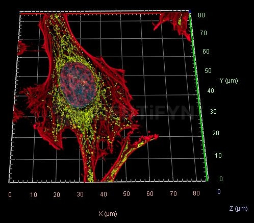 Mouse IgG, (H+L) SRM Secondary Antibody in Immunocytochemistry (ICC/IF)