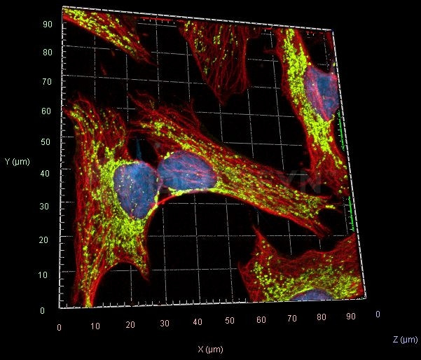 Rabbit IgG, (H+L) SRM Secondary Antibody in Immunocytochemistry (ICC/IF)