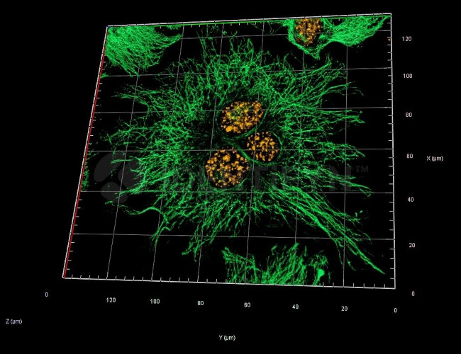 Human IgG, (H+L) SRM Secondary Antibody in Immunocytochemistry (ICC/IF)