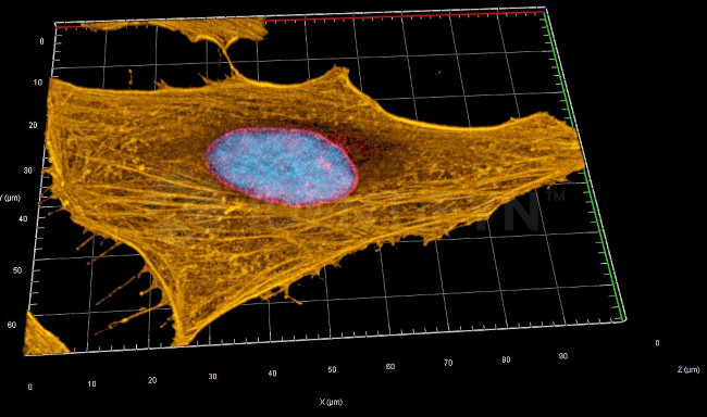 Rabbit IgG, (H+L) SRM Secondary Antibody in Immunocytochemistry (ICC/IF)