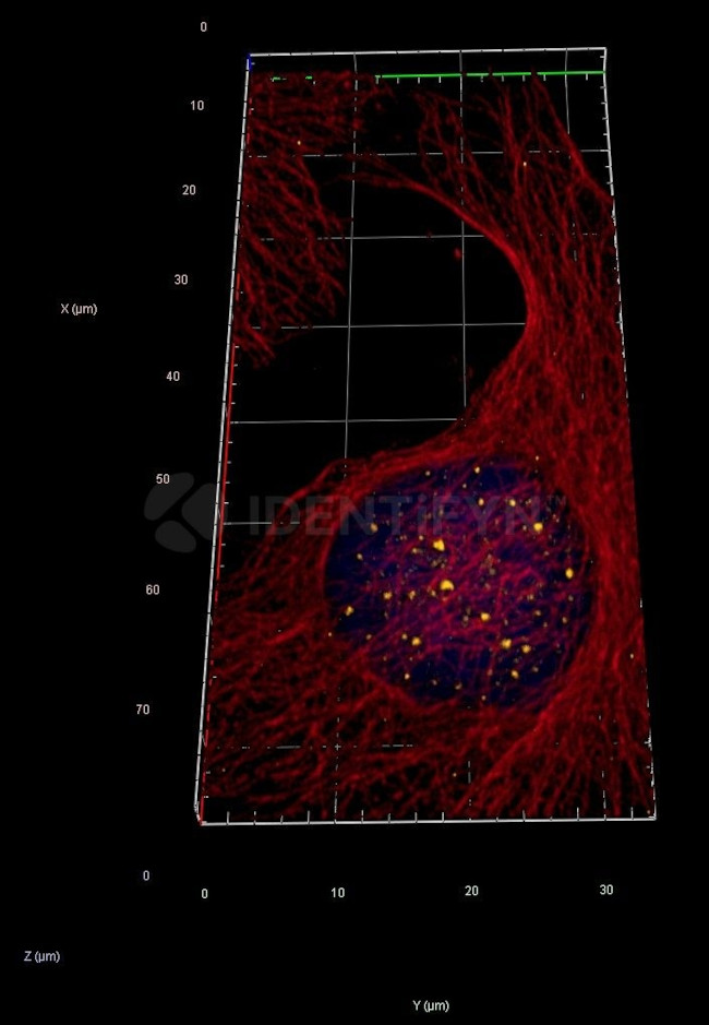 Human, IgG (H+L) SRM Secondary Antibody in Immunocytochemistry (ICC/IF)