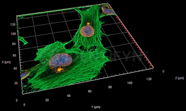 Mouse IgG, (H+L) SRM Secondary Antibody in Immunocytochemistry (ICC/IF)